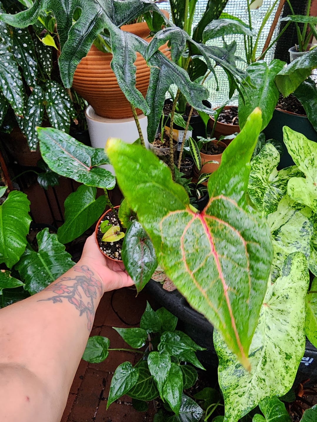 Customer photo review of Cyrtosperma johnstonii