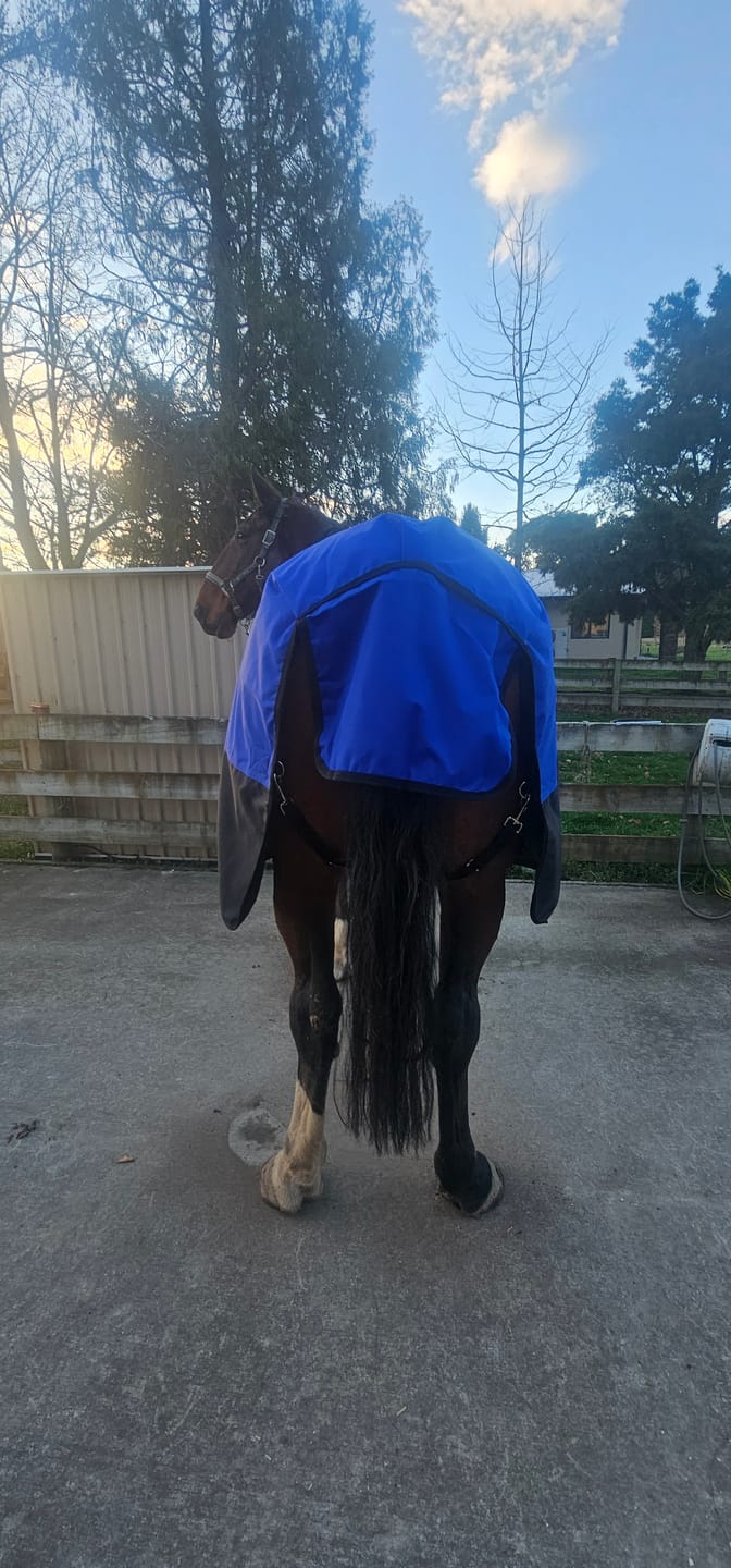 Customer photo review of Duke 1200D Standard Neck