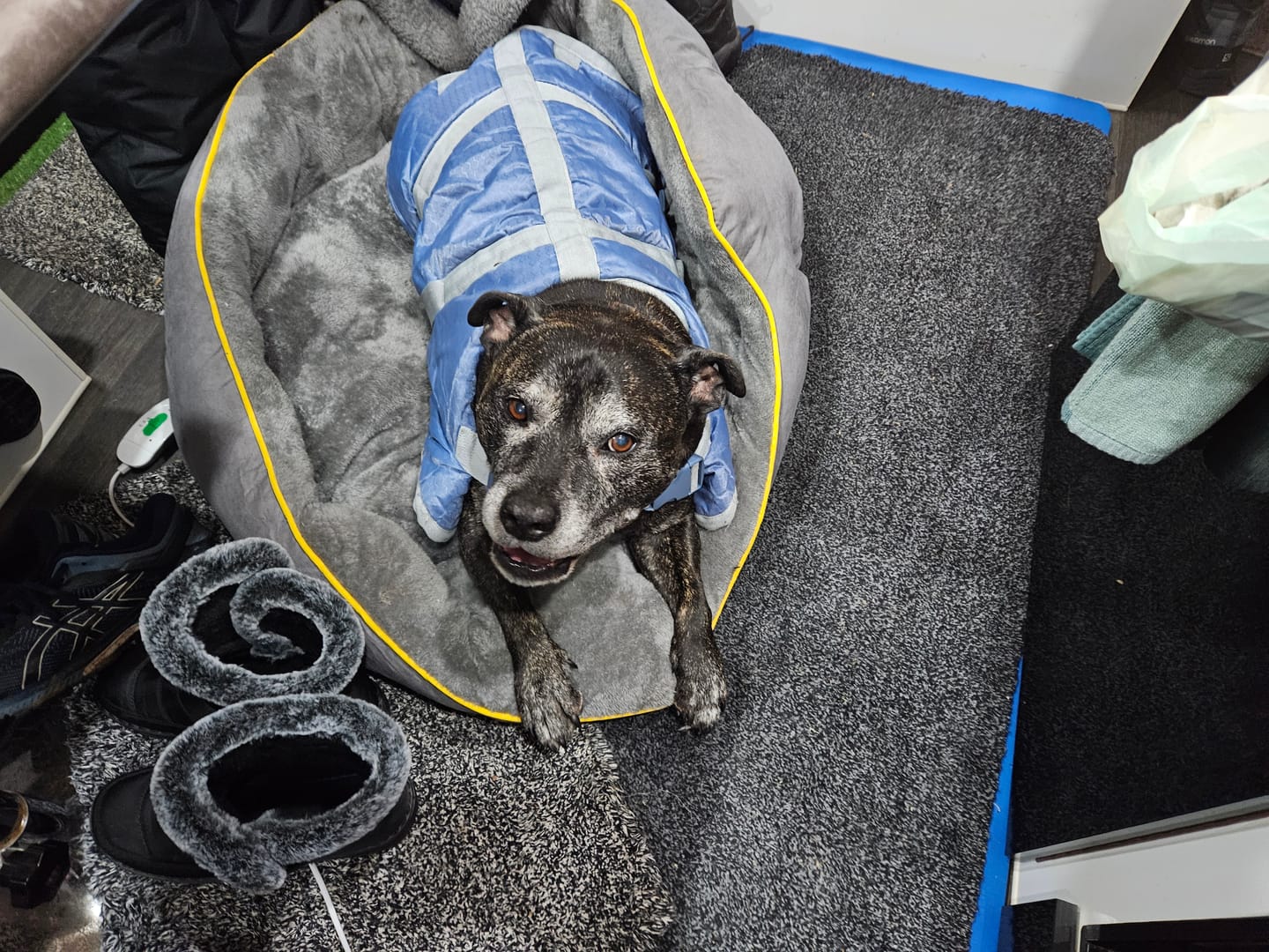Customer photo review of PaWz Electric Pet Heater Bed Thermal Protection