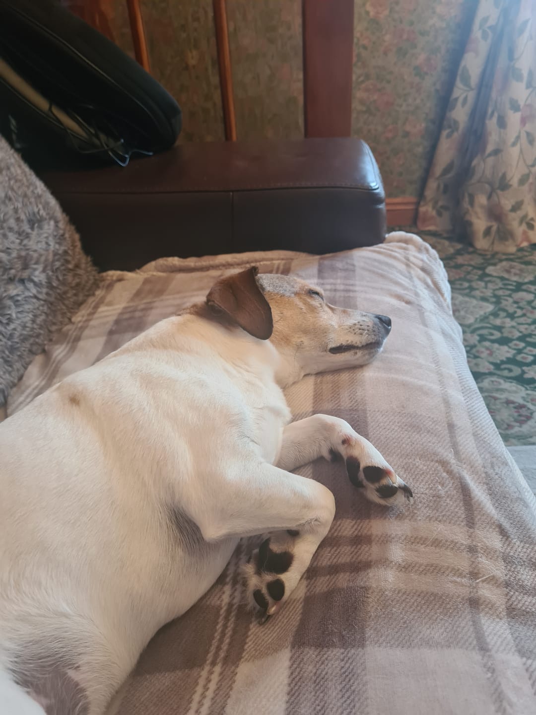 Customer photo review of The Original ClipMyPaws™ Painless Pet Nail Grinder