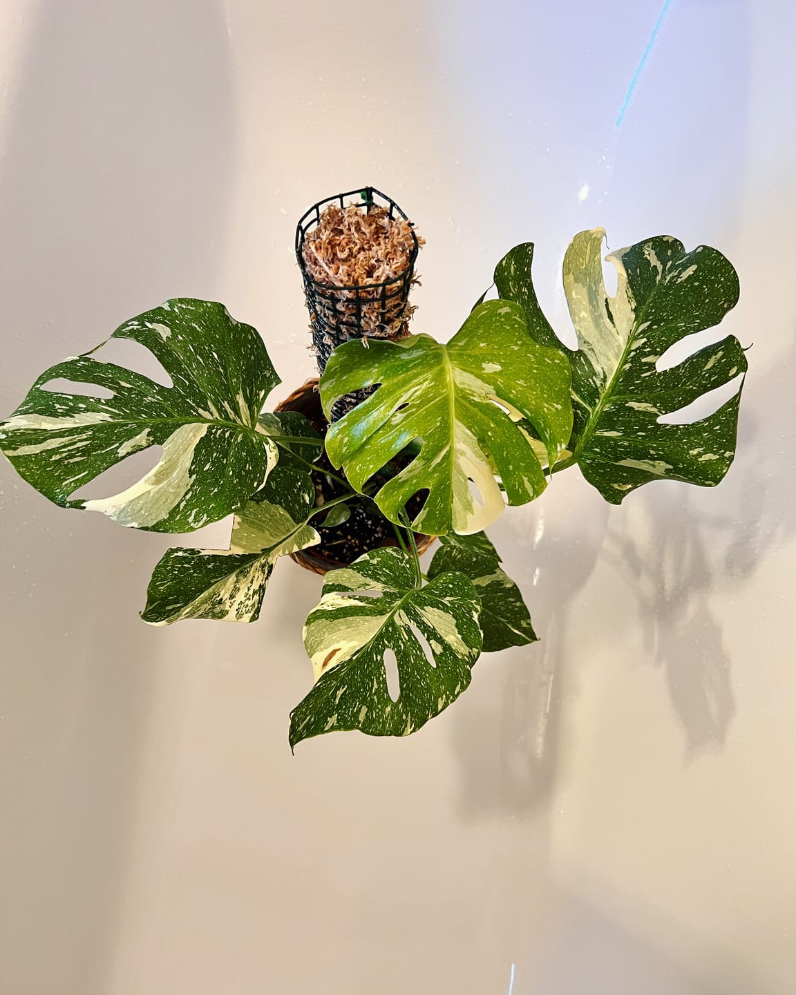 Customer photo review of MONSTERA THAI CONSTELLATION
