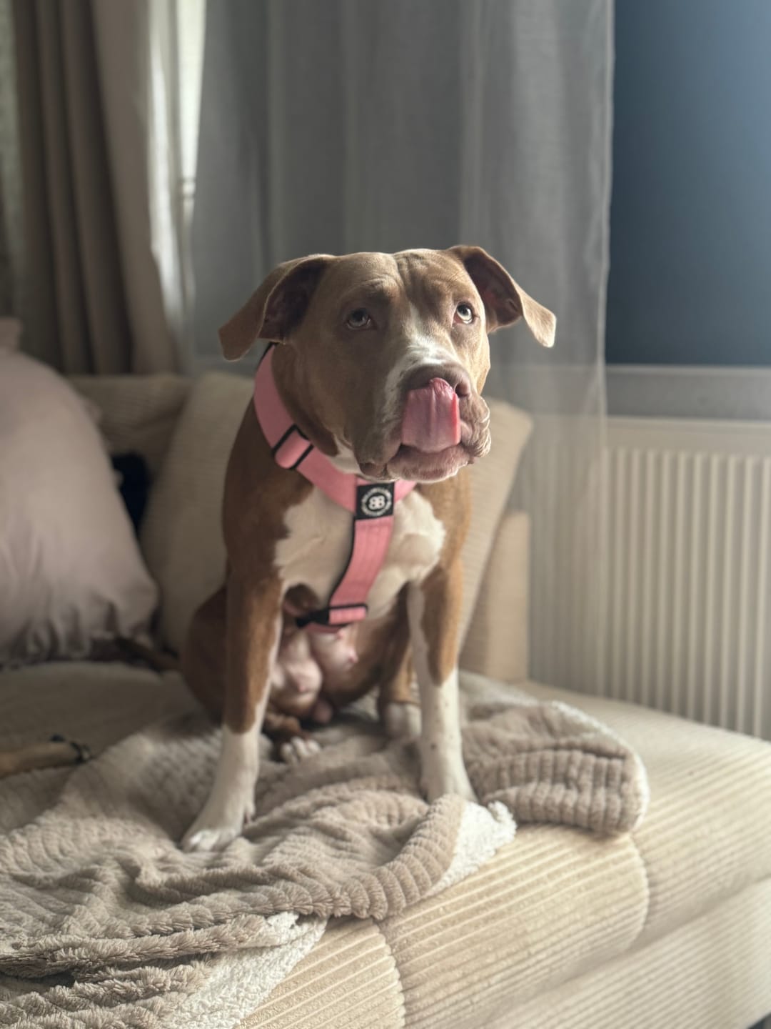 Customer photo review of TRI-Harness® | Anti-Pull, Adjustable & Durable - Dog Trainers Choice -  Pink v2.0