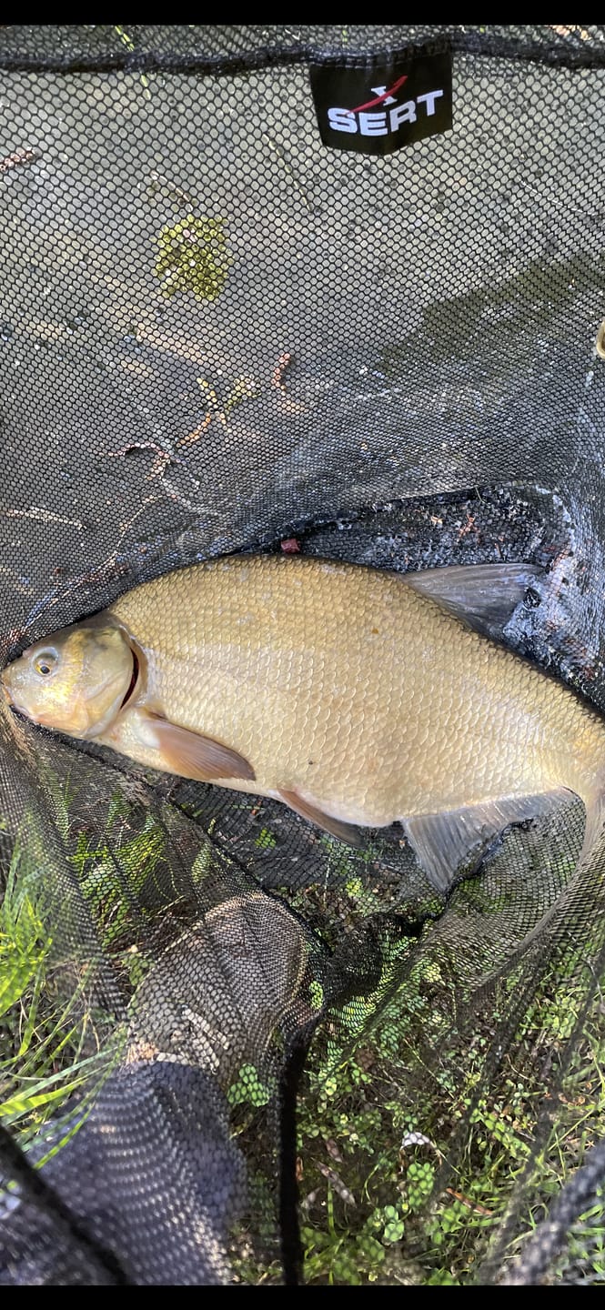 Customer photo review of BAIT BOOSTER 500ml