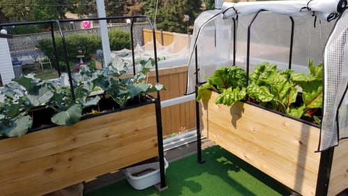 Customer photo review of Greenhouse Cover