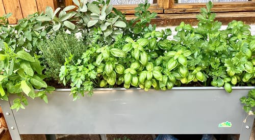 Customer photo review of Hochbeet "Freising XL" aus verzinktem Metall B 100 x T 30 x H 80 cm