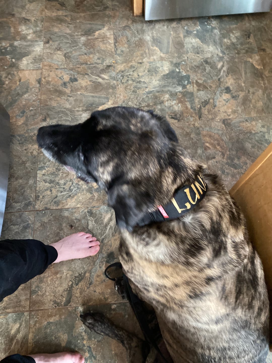 Customer photo review of 2" Tacti Luxe Dog Collar - Gold Noir