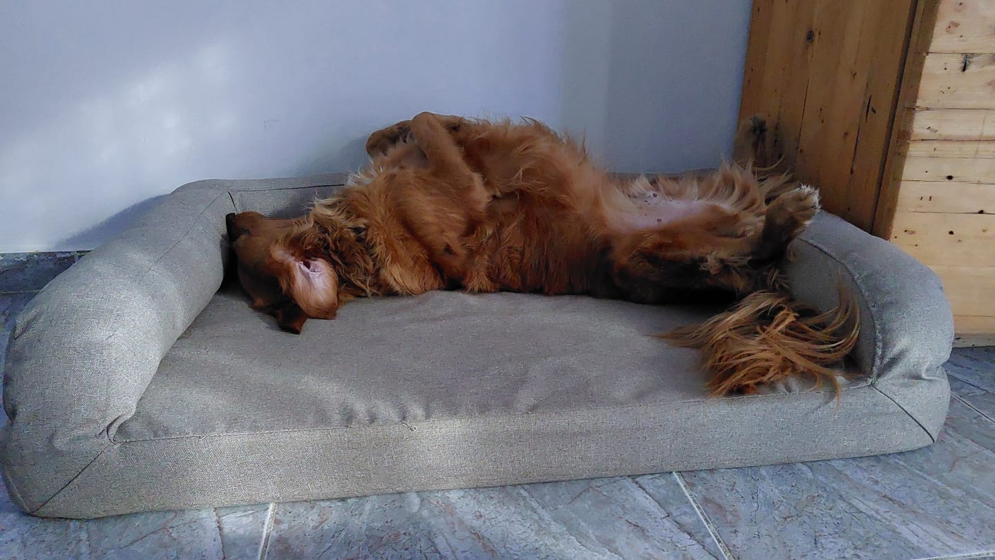 Customer photo review of Biggie Pet Bed