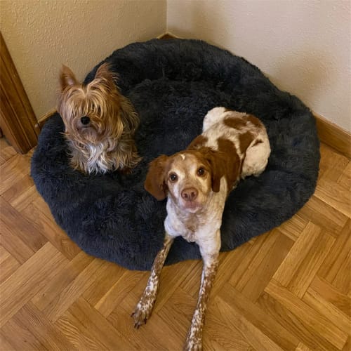 Customer photo review of Die Pet-Fix Wolke7 Premium-Schlafoase+