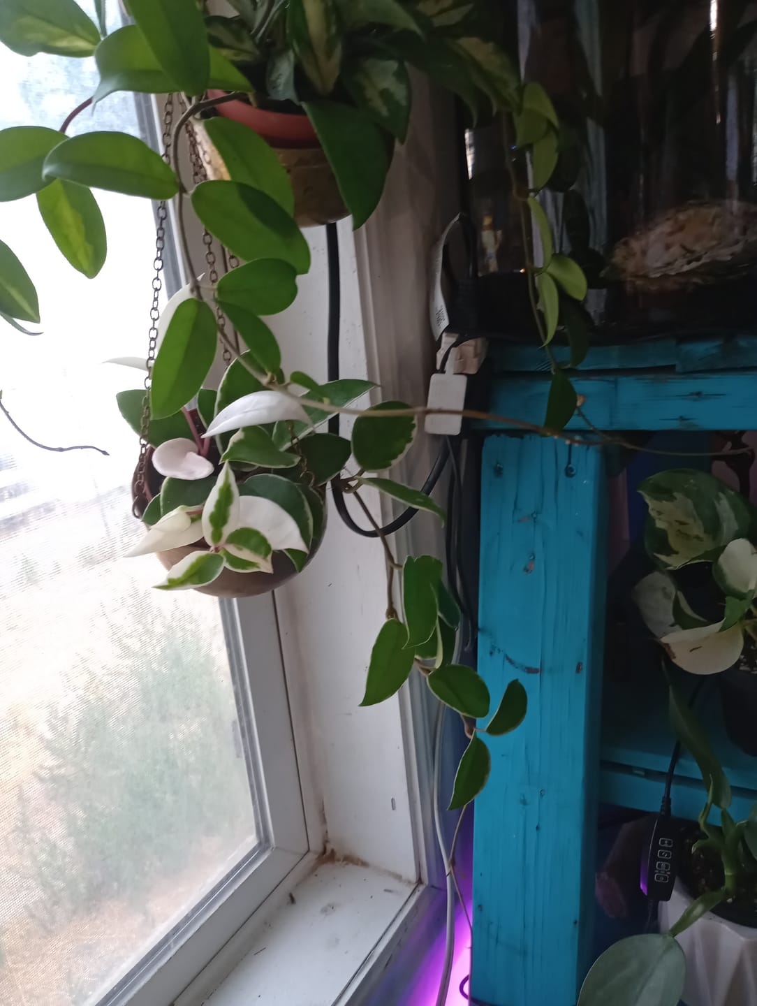 Customer photo review of Hoya carnosa 'Krimson Queen'