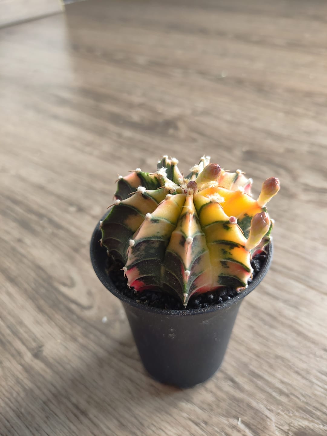 Customer photo review of Gymnocalycium Mihanovichii Variegata (Kaktus)