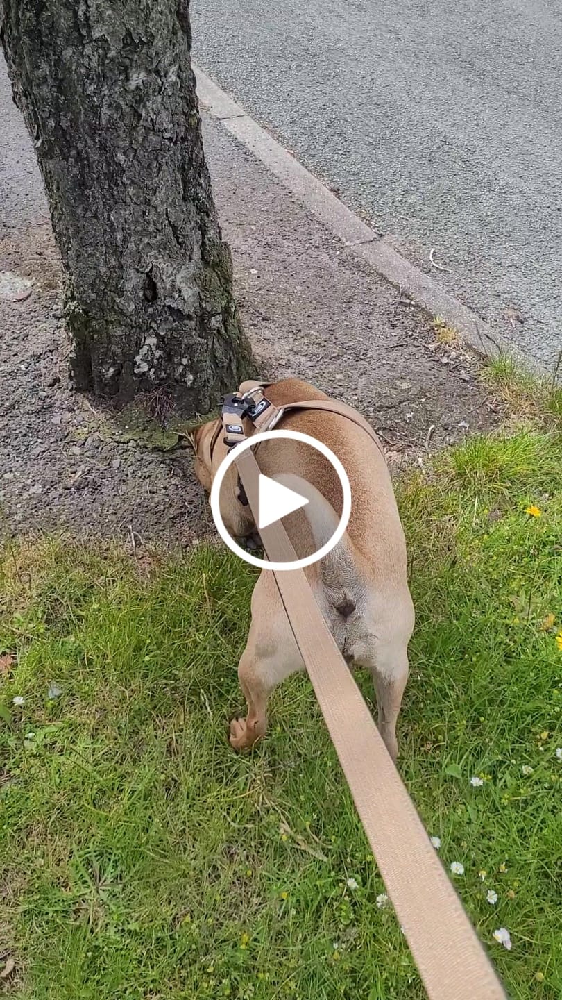 Customer video review of TRI-Harness® | Anti-Pull, Adjustable & Durable - Dog Trainers Choice - Military Tan v2.0