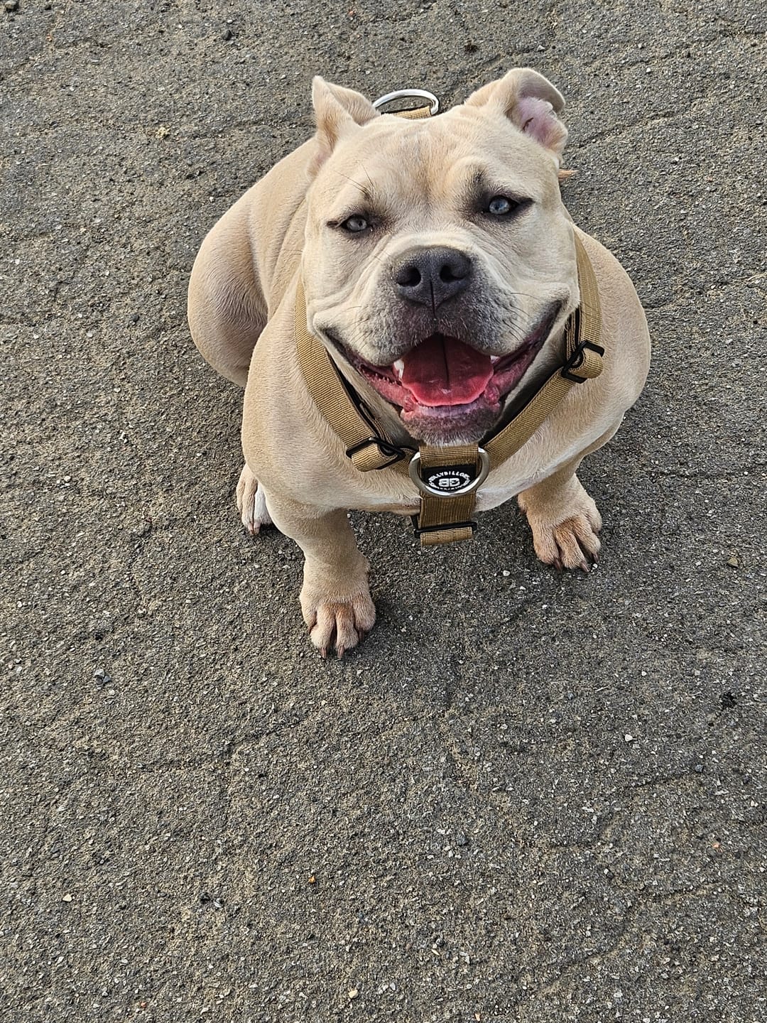 Customer photo review of TRI-Harness® | Anti-Pull, Adjustable & Durable - Dog Trainers Choice - Military Tan v2.0