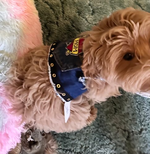 Customer photo review of LOVE MOM Harness