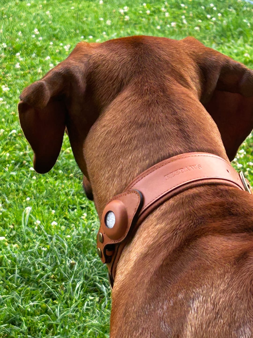 Customer photo review of Keepaws™ Leather AirTag Collar