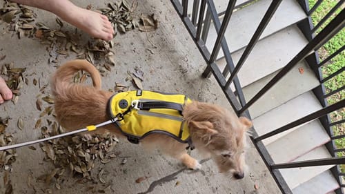 Customer photo review of FIDA No Pull Harness