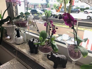 Customer photo review of Table Dance Tying Shin Black Bear mit lila Blüten und 1 Stiel