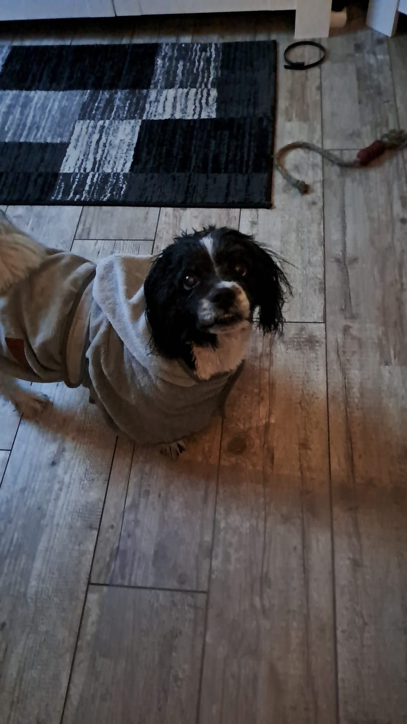 Customer photo review of Premium Hunde Bademantel