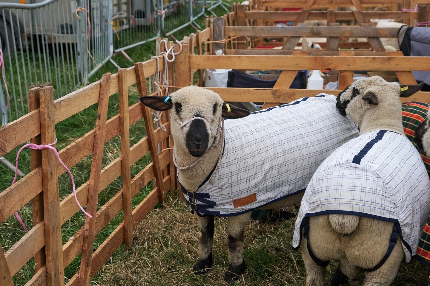 Customer photo review of Travel & Show Sheep Coat