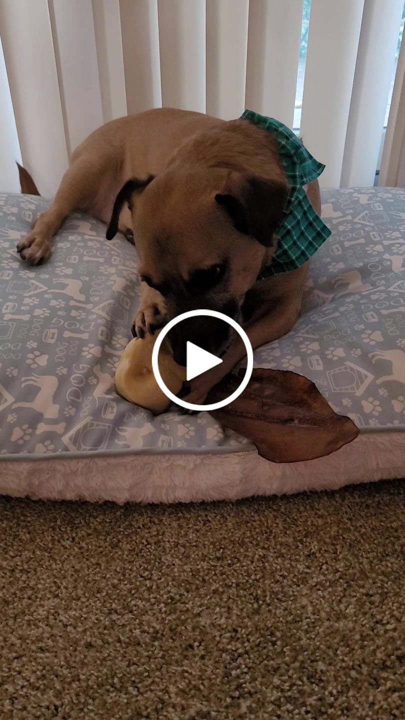 Customer video review of Smoked Pig Snouts