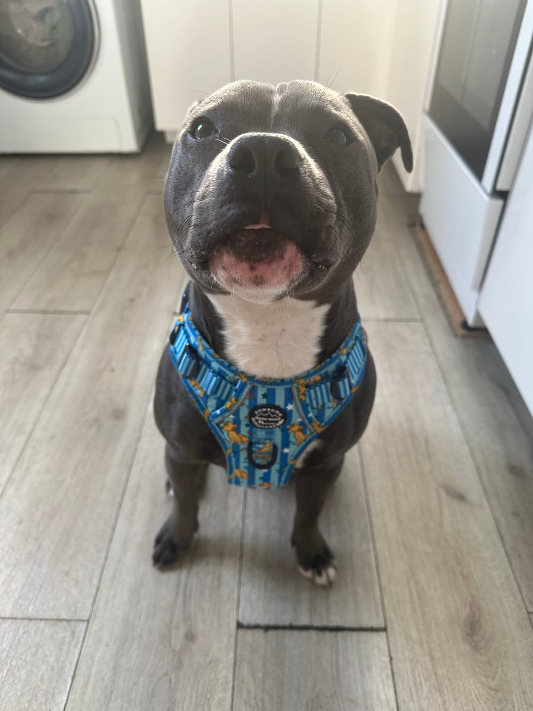 Customer photo review of Disney© Tough Trails™ Harness - Simba