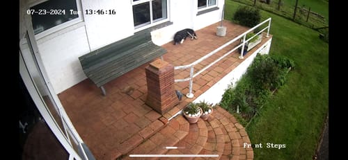 Customer photo review of Weatherbeeta ComFiTec Fleece Dog Coat