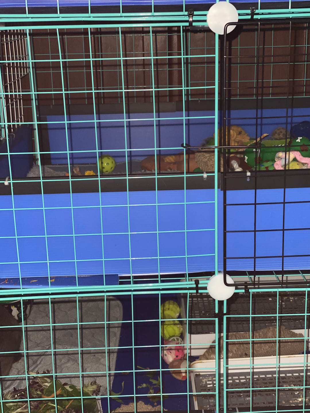 Customer photo review of Nibble Guards - Ozzy C&C Cages