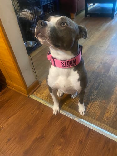Customer photo review of Pink Bully Proof Collar
