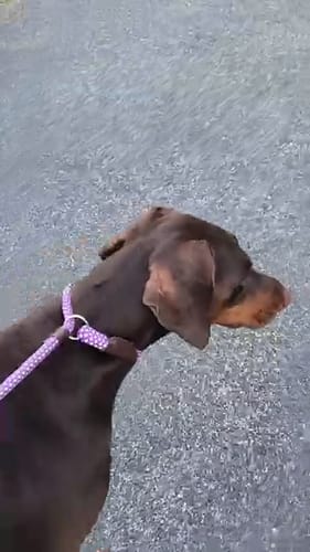 Customer photo review of FIDA Durable Slip Lead