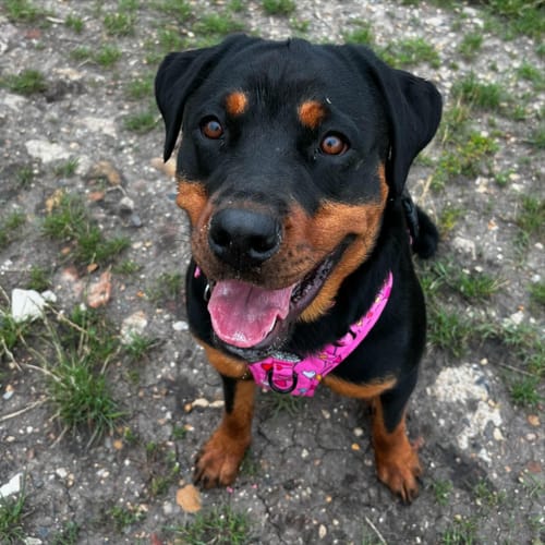 Customer photo review of Tough Trails™ Harness - Candypop