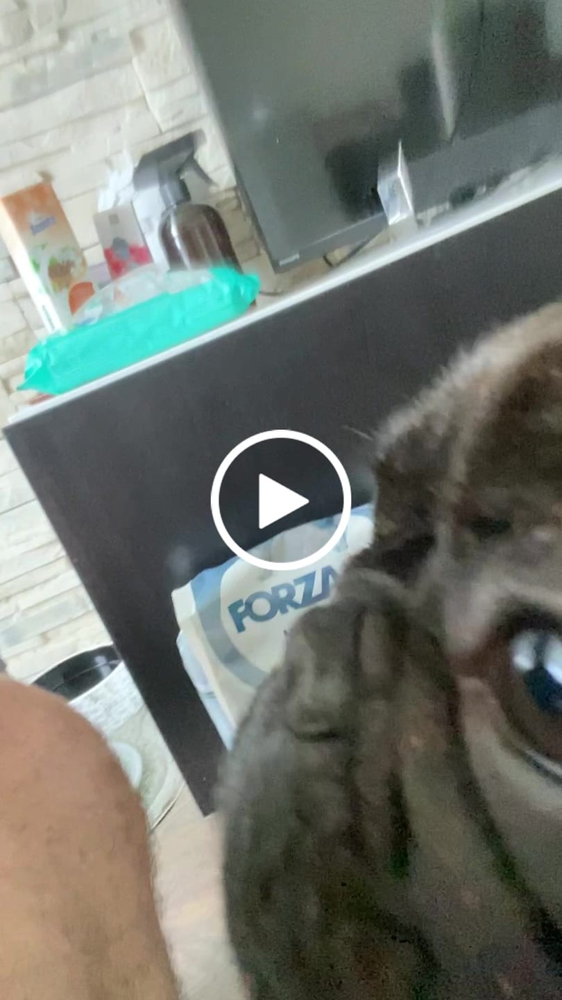 Customer video review of Medium DIET ar briedi un kartupeļiem