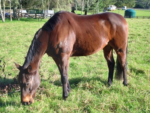 Customer photo review of Digestive EQ - Equine Gut Supplement