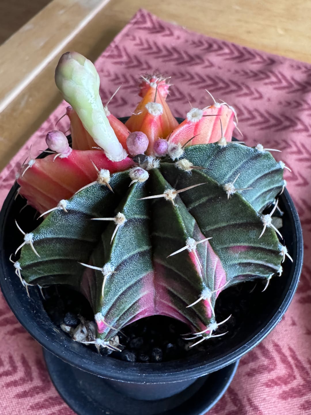 Customer photo review of Gymnocalycium Mihanovichii Variegata (Kaktus)