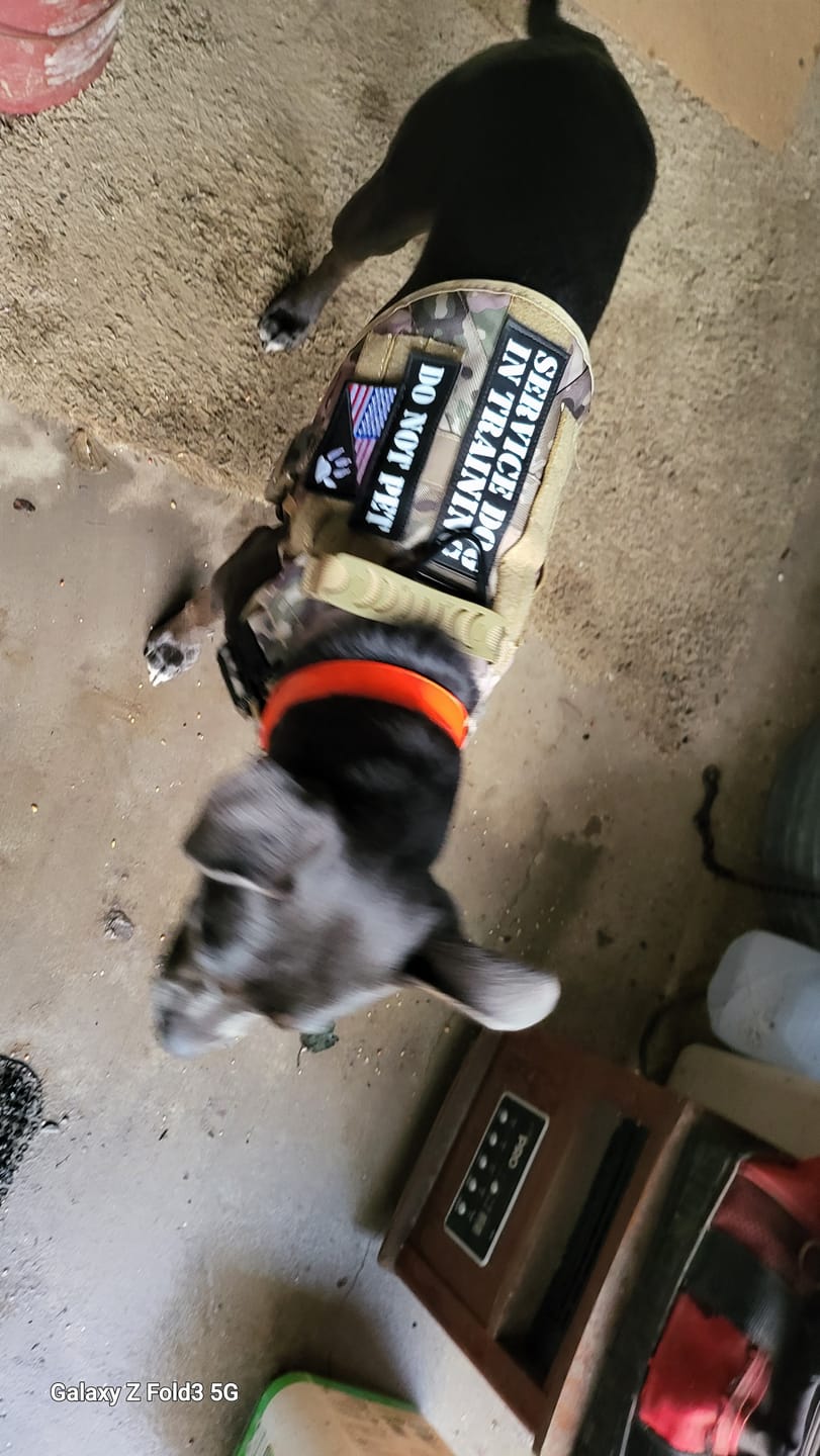 Customer photo review of Hook & Loop Patch Variety Bundle For Harness (Pack of 12)
