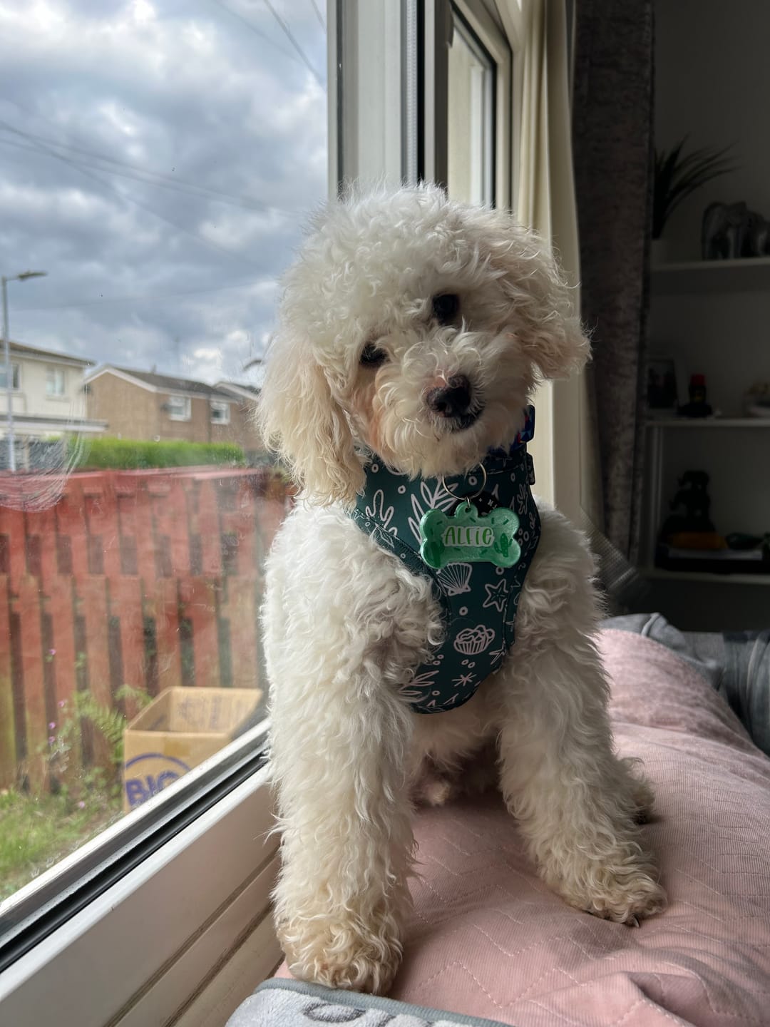Customer photo review of FIRST LAUNCH Adios Beaches (Green) Adjustable Harness