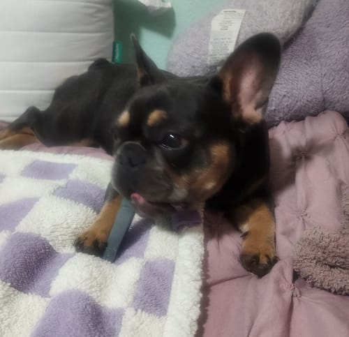 Customer photo review of BLUEBERRY YAK CHEWS