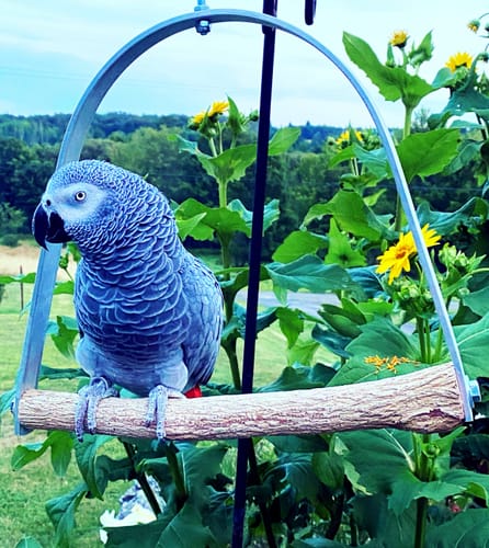 Customer photo review of Bottlebrush Perch Swivel Swing