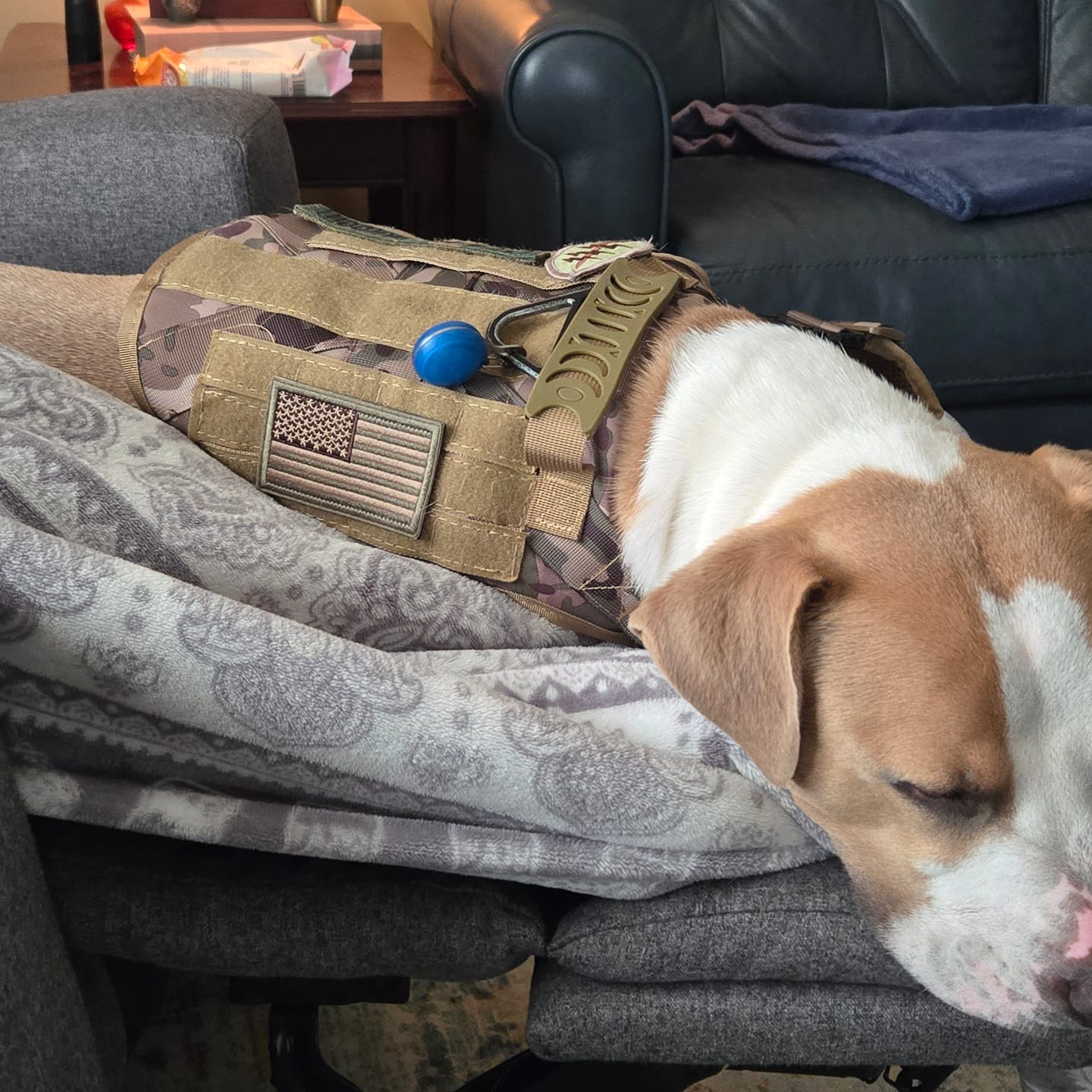 Customer photo review of Tactical Utility MOLLE Pouch For Harness (3-Piece Set)