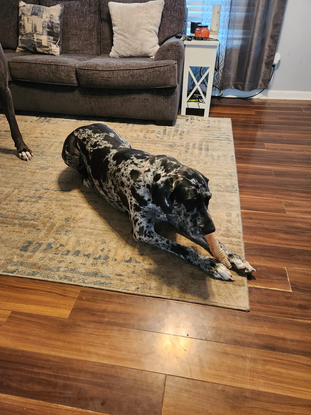 Customer photo review of 12 Inch Beef Trachea