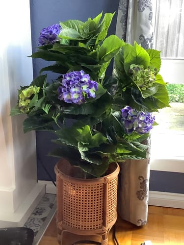 Customer photo review of Artificial Hydrangea 74cm Potted (Mixed Purples and Yellows)