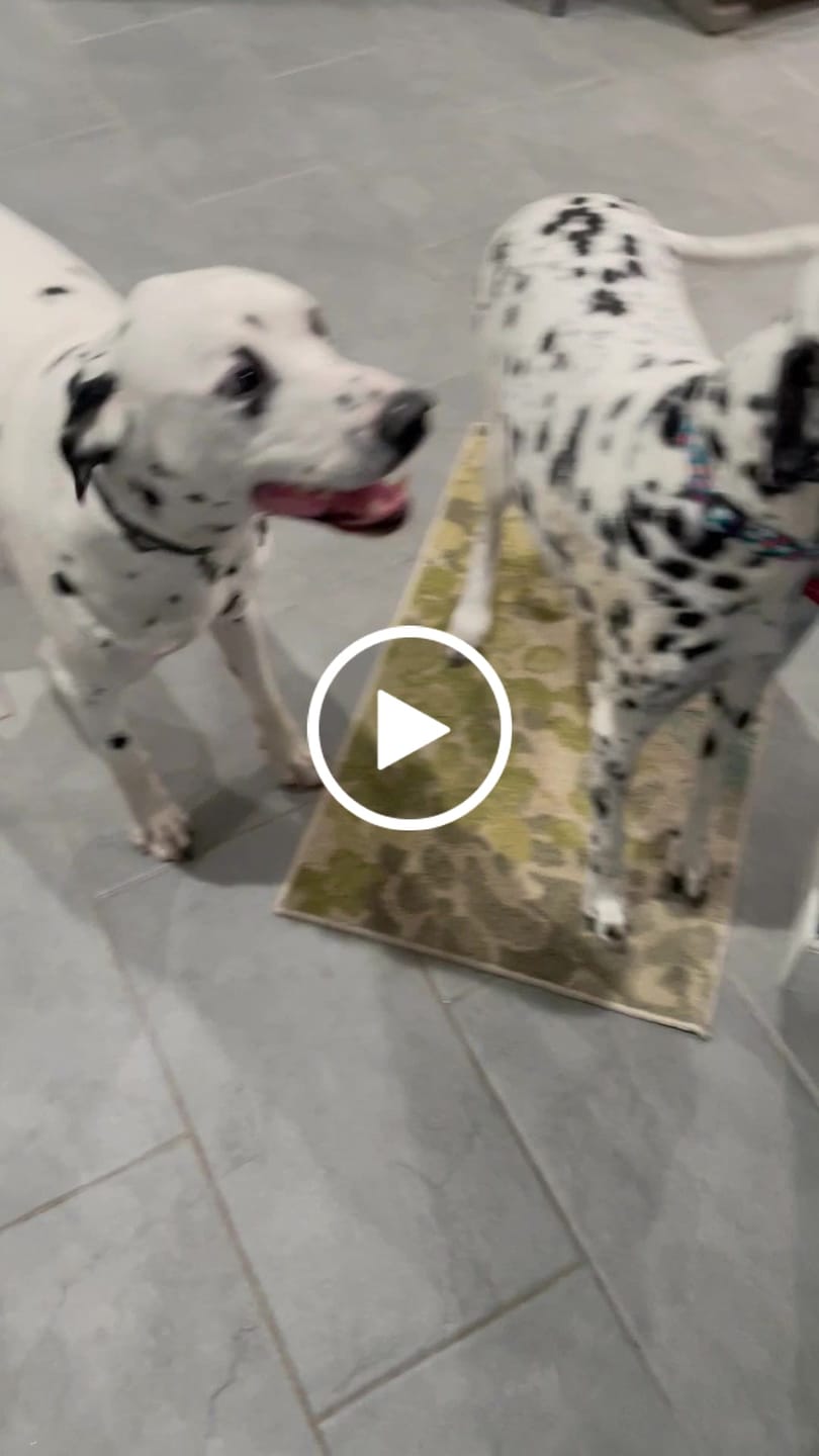 Customer video review of CountryPet Naturals™ New Zealand Venison Recipe Dog Food Rolls (8 x 1.5 lb Case)