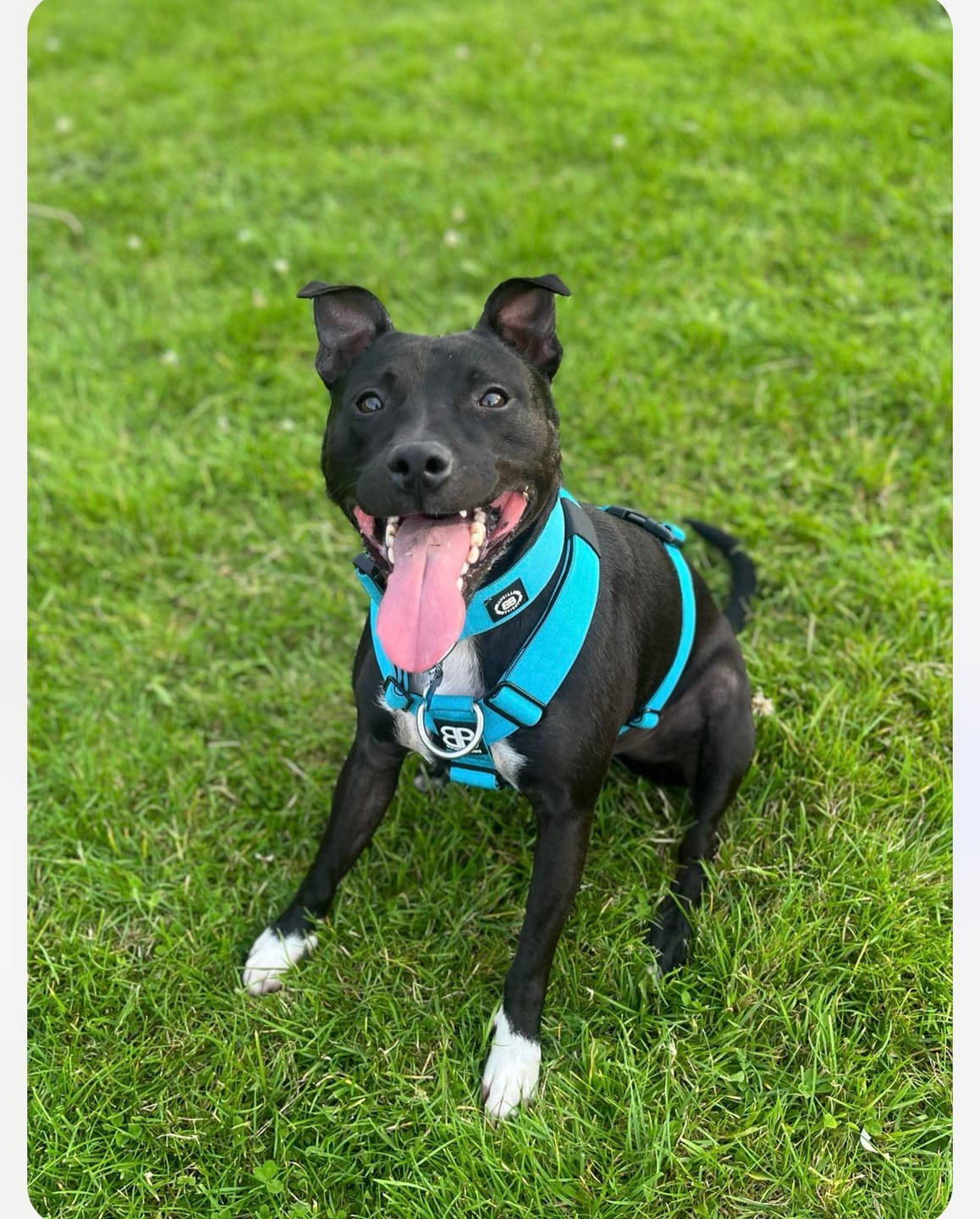 Customer photo review of TRI-Harness® | Anti-Pull, Adjustable & Durable - Dog Trainers Choice -  Light Blue v2.0