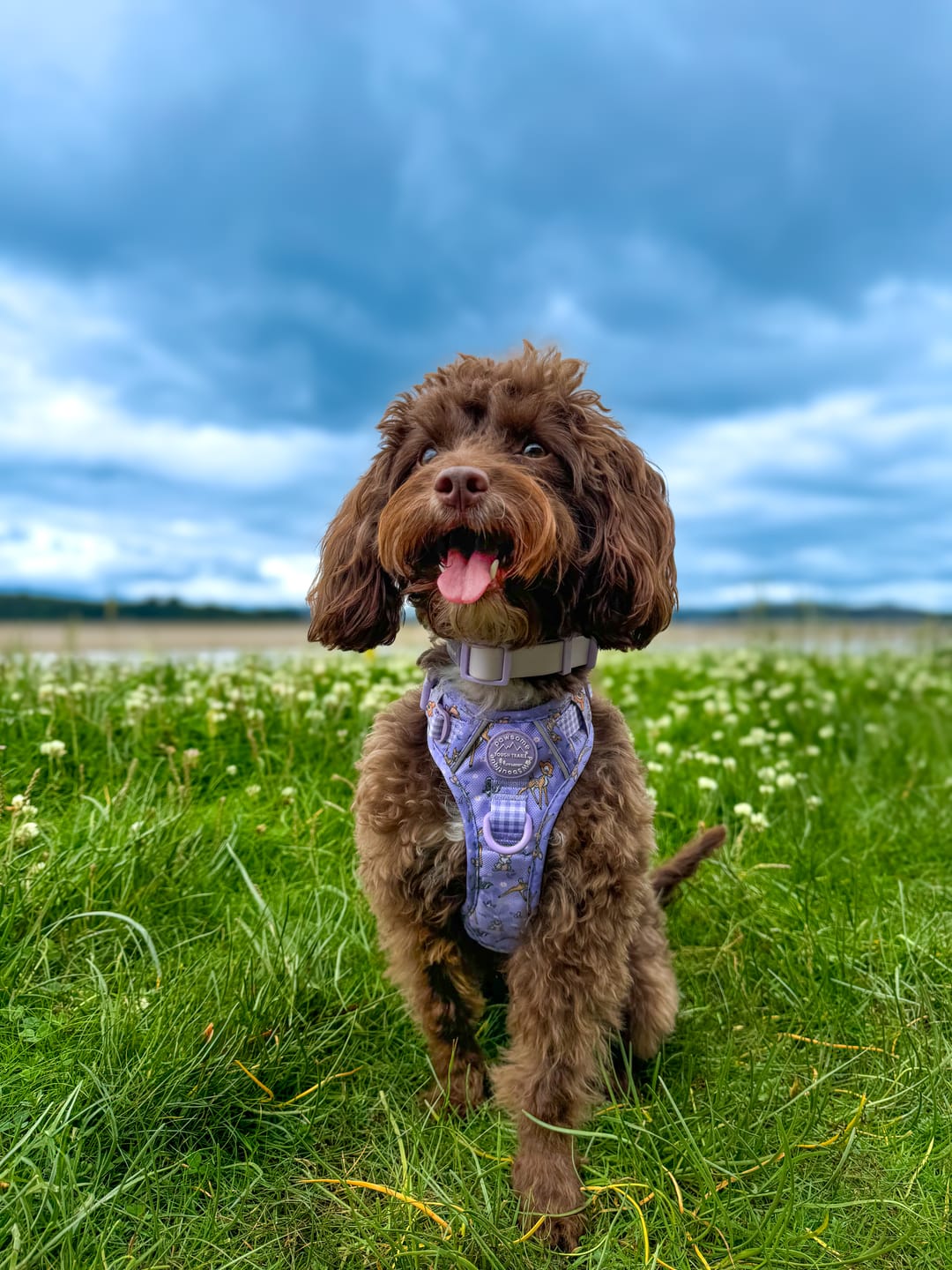 Customer photo review of Disney© Tough Trails™ Harness - Bambi + Friends Lilac