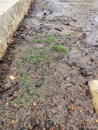 Customer photo review of Protene Performance Starter Fertilizer