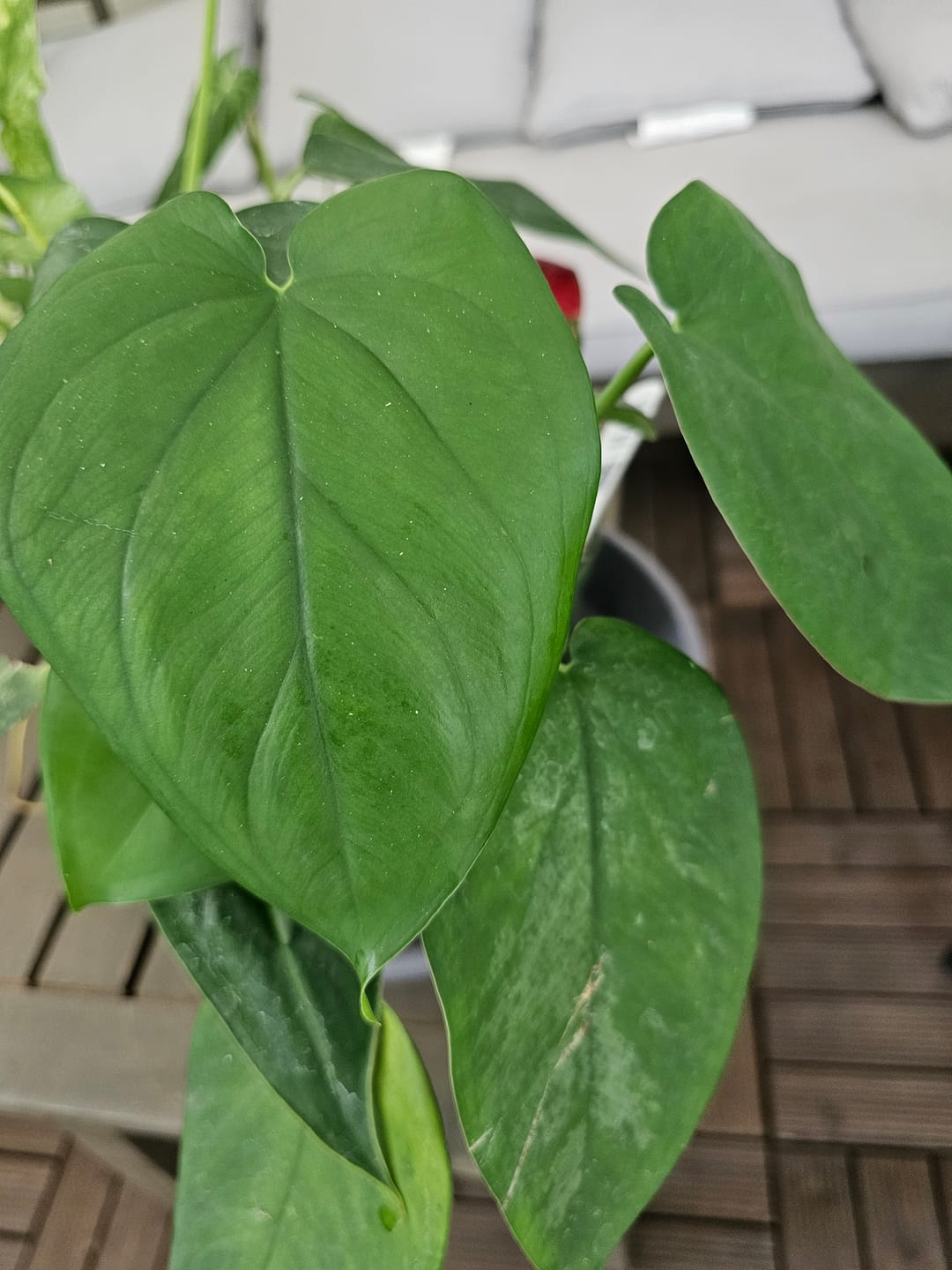 Customer photo review of Syngonium chiapense