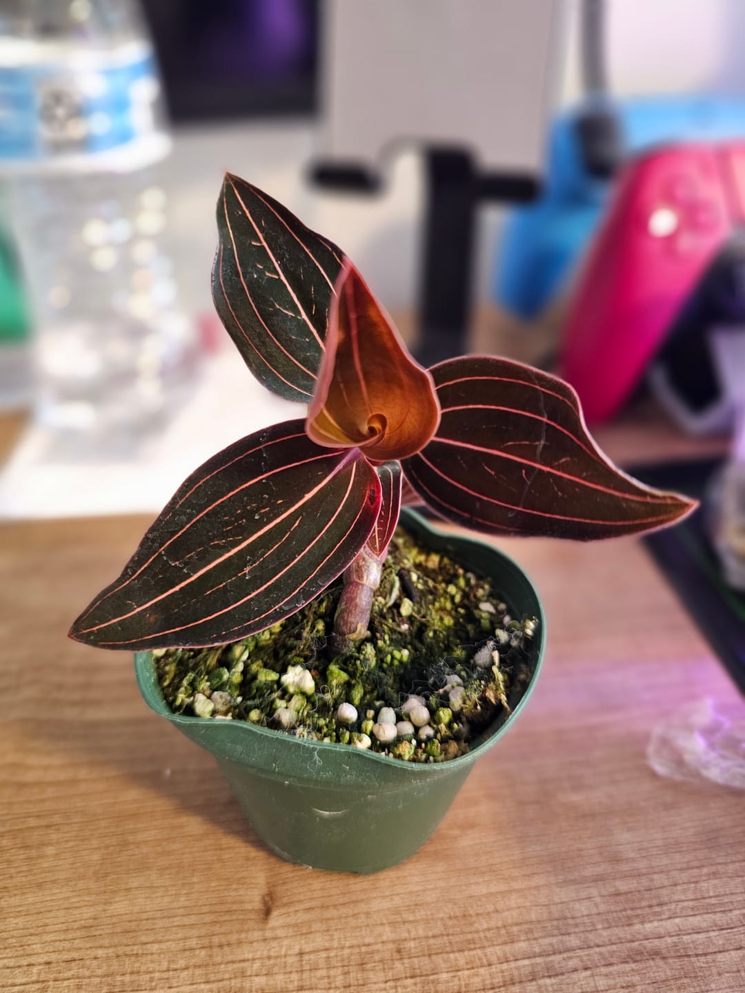 Customer photo review of Orchid Ludisia discolor