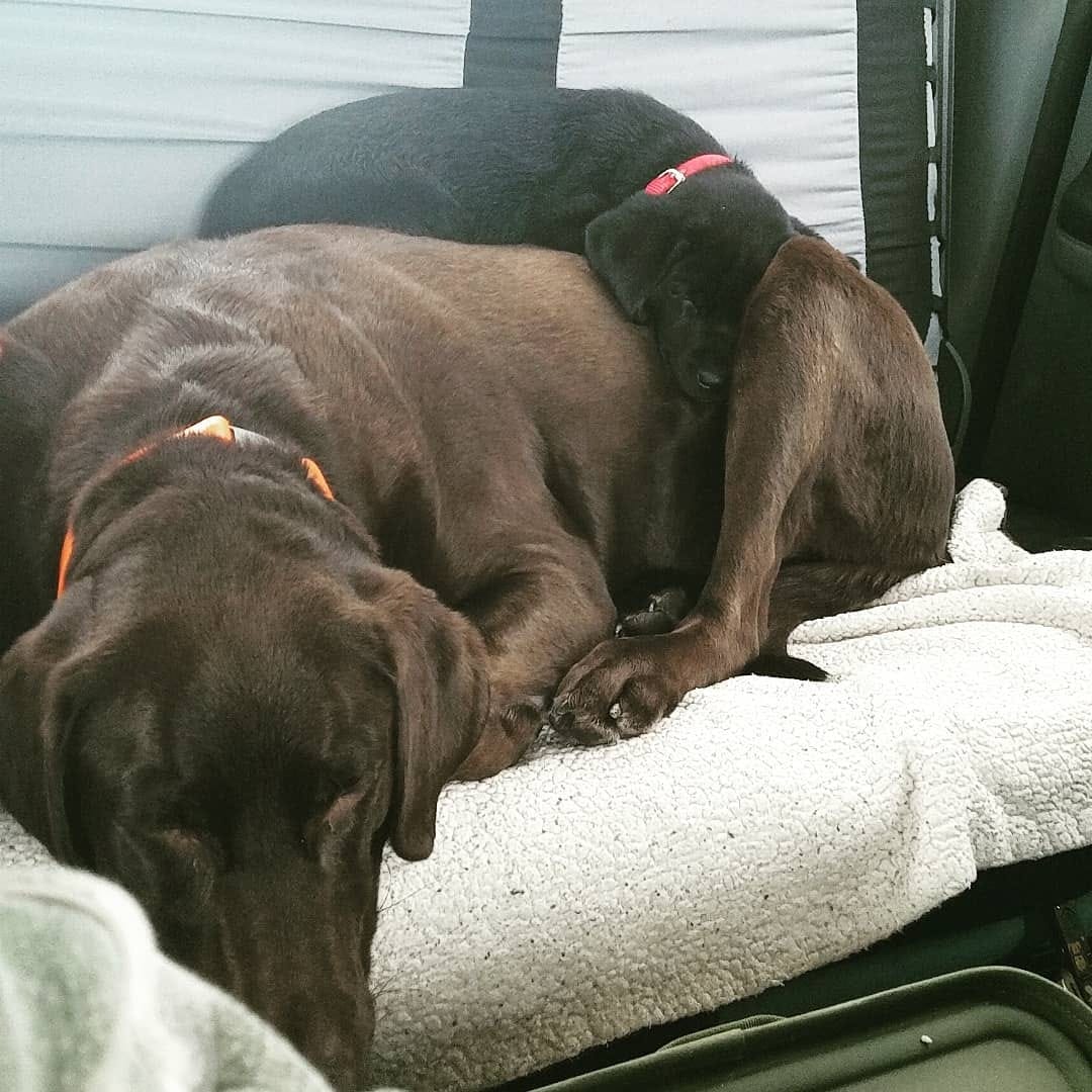 Customer photo review of Daily Support CBD Oil for Pets Over 20lbs