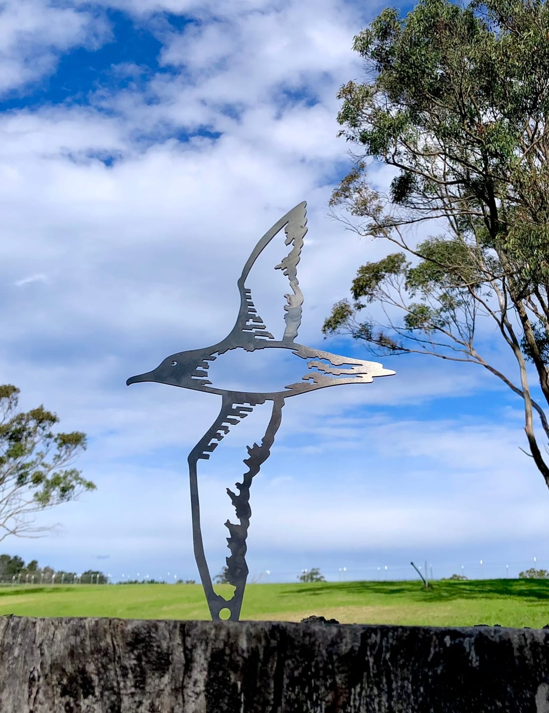 Customer photo review of Balearic Shearwater