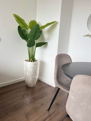 Customer photo review of Strelitzia Kunstplant 120cm