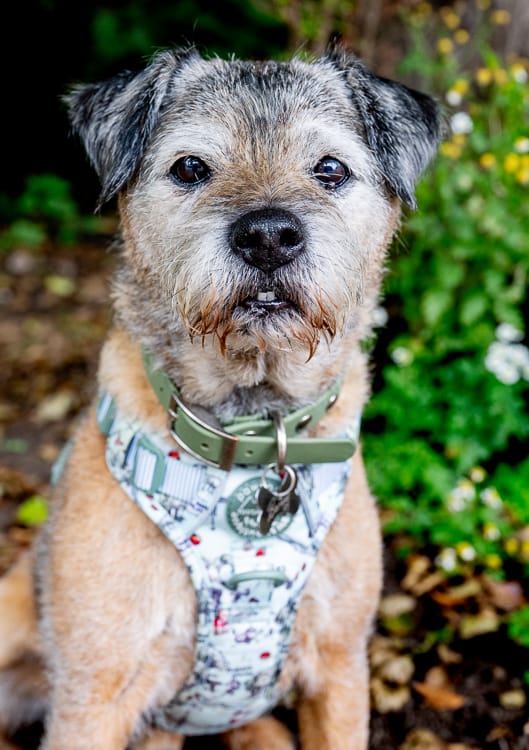 Customer photo review of Disney© Tough Trails™ Harness - 100 Aker Wood