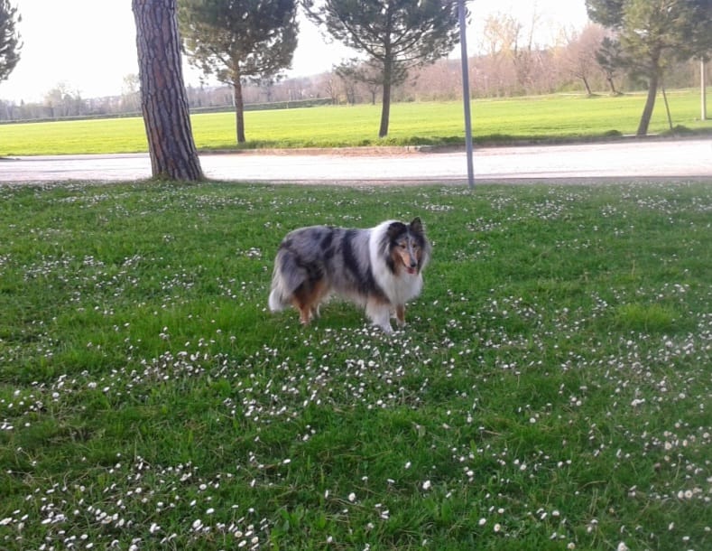 Customer photo review of LEGART POWER (60 cpr) - Forza e vitalità nel cane